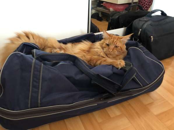 Кот мейн -кун в фото 4