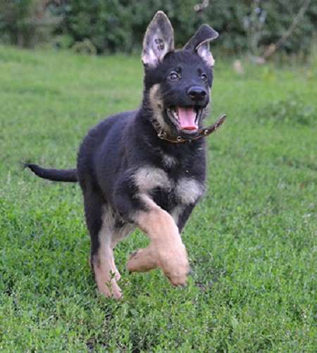 Подрощенные щенки овчарки девочки в рассрочку в Москве фото 5