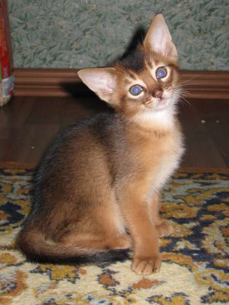 Продажа АБИССИНСКИХ котят в Дмитрове фото 17