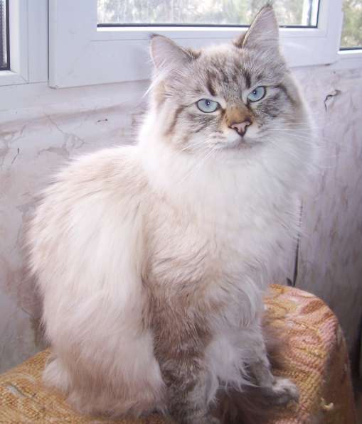 Невский маскарадный кот в Севастополе