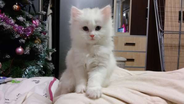 Продам белоснежных пушистых красавиц в Санкт-Петербурге фото 4