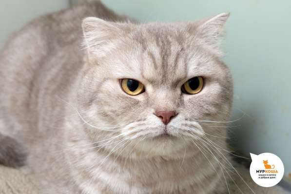 Котик Лил в Москве