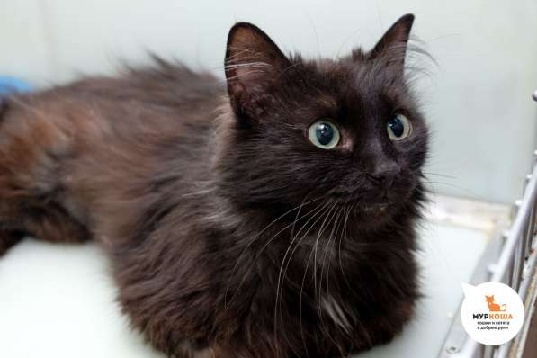 Кошечка Нутелла