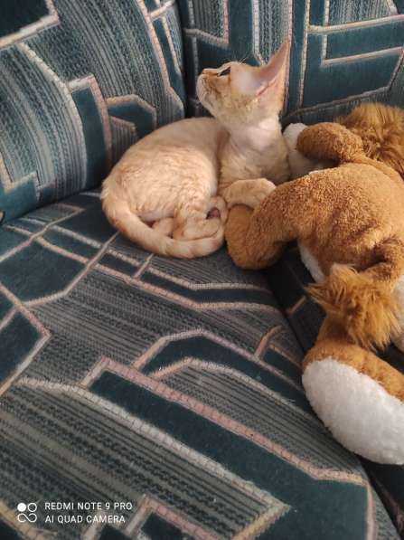 Котята Девон рекс в Калининграде фото 3