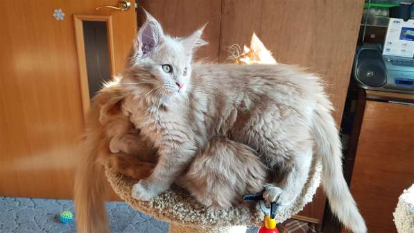 Продаётся красная девочка мейн-кун в Санкт-Петербурге фото 40