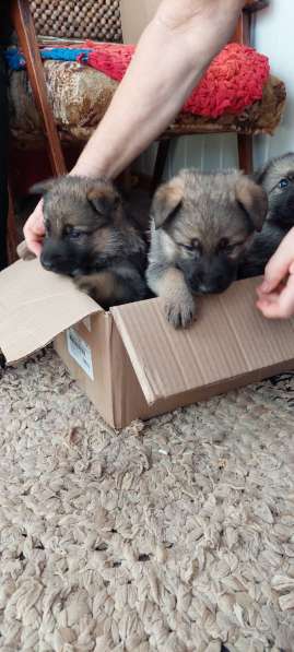 Продам щенков немецкой овчарки в Самаре фото 5