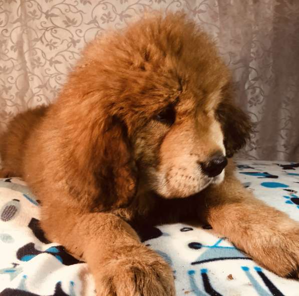 Тибетский мастиф щенки в Твери фото 20