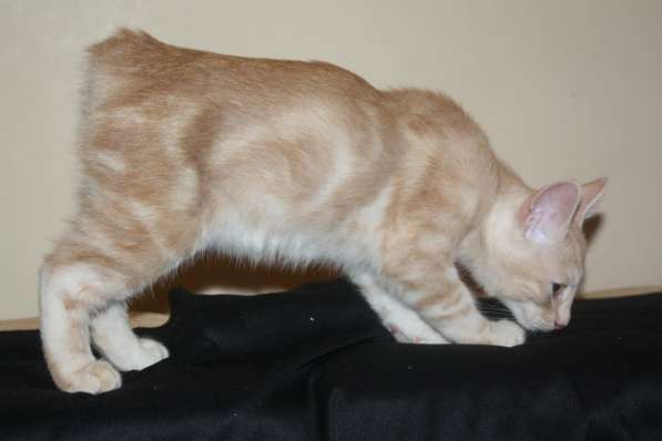 Курильский бобтейл - котята золотого окраса в Краснодаре фото 42