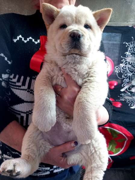 Щенки чау-чау в Краснодаре фото 18