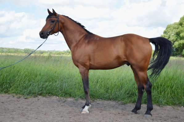 Чистокровный арабский жеребец