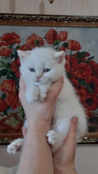 Шотландские котята в Краснодаре фото 15