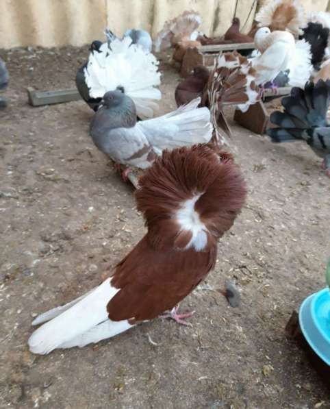 Породистые голуби в Железногорске фото 5