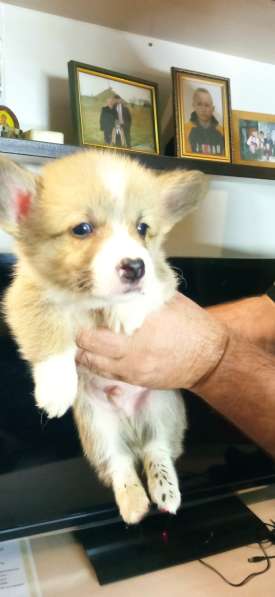 Щенки вельш корги пемброк в фото 10