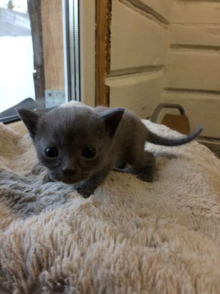 Котёнок в Егорьевске фото 11