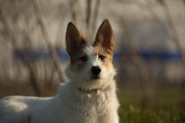 Белая пушистая компактная собачка в Санкт-Петербурге фото 20