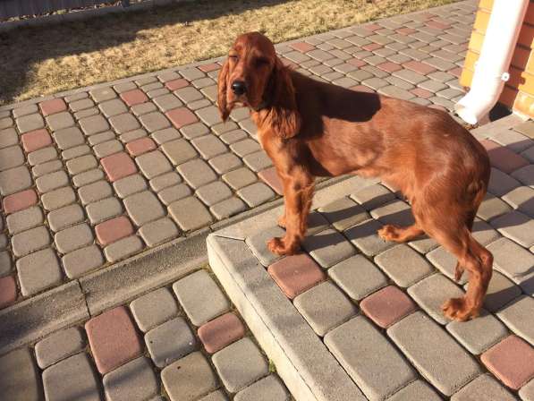 Irish setter puppies with vaccinations and pedigree