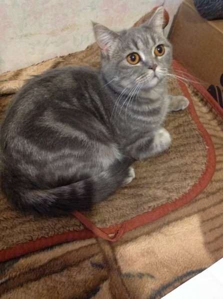 шотландские кошки в Москве фото 6