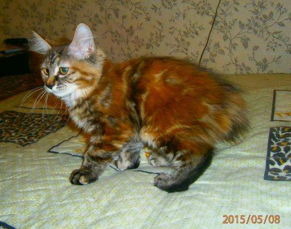 Котенок уникальной породы в Тюмени фото 4