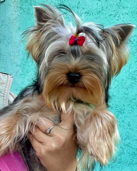 Йоркширский терьер. Мелкий стандарт