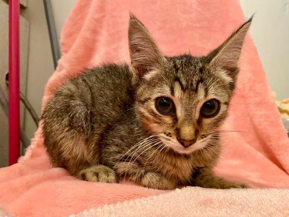 Котенок Мики - лучистое счастье в дар