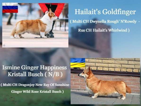 Подрощеный кобель Вельш Корги Пемброк в фото 19