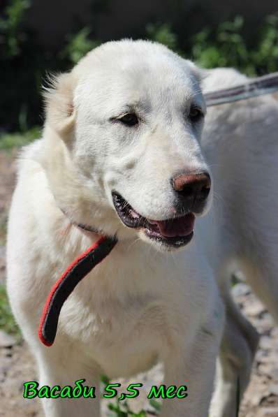 Щенок Среднеазиатской овчарки