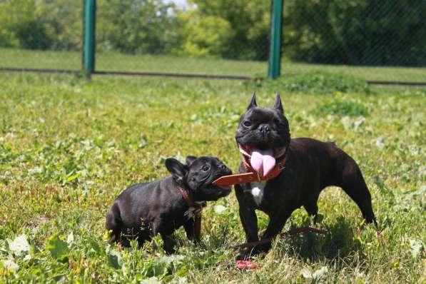 Французский бульдог подрощенная девочка в Москве фото 24