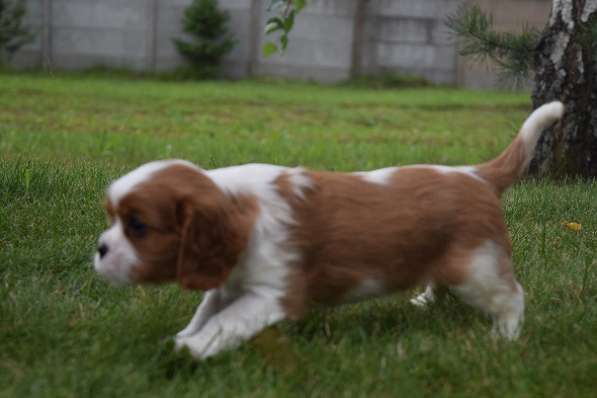 Щенок породы Кавалер кинг Чарльз спаниель в 