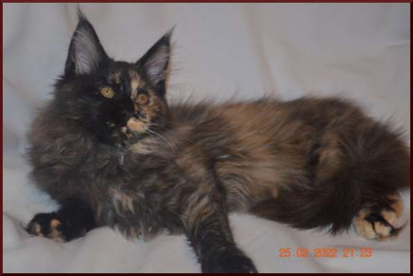 Роскошный черный котик мейн-кун из питомника в Астрахани фото 87