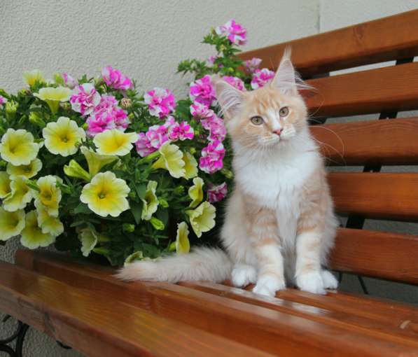 Клубные котята Мейн Кун в Москве фото 5