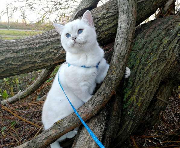 Золотые шиншилки в фото 15