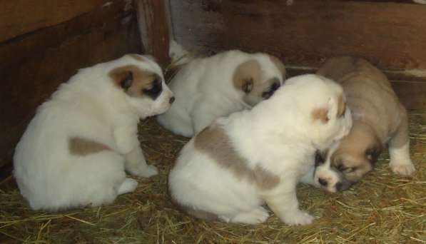 Щенки АЛАБАЯ в Барнауле фото 14