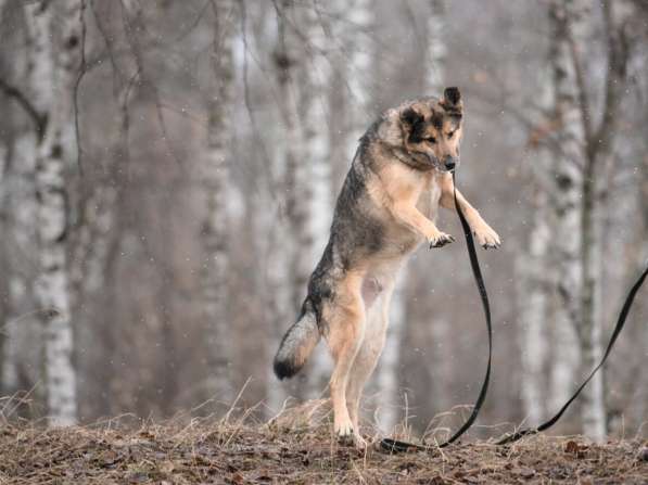 Дружелюбный Денвер ищет семью в Москве фото 22