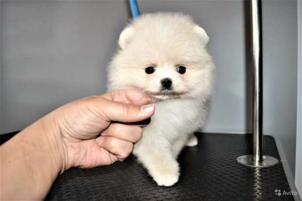 Щенки померанского шпица (Pomeranian) в Воронеже фото 16