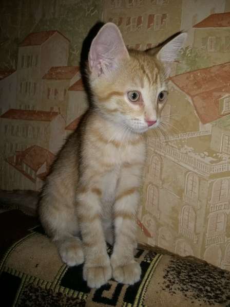 Котята (Рыжики и Черныш) в Самаре фото 35