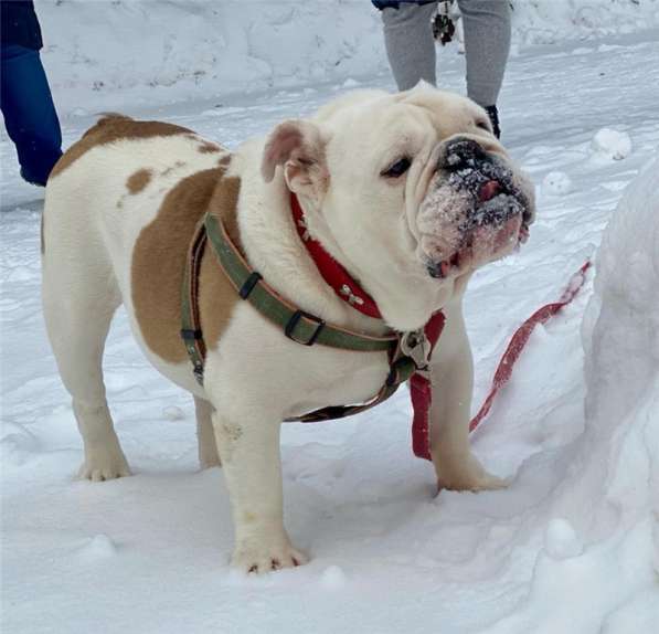 Английский бульдог Бароша ищет семью в Москве фото 7