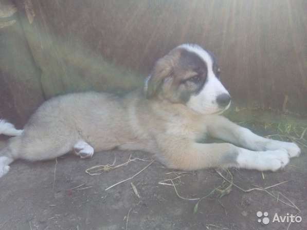 Щенки алабая(среднеазиатская овчарка) продажа в Судаке фото 5