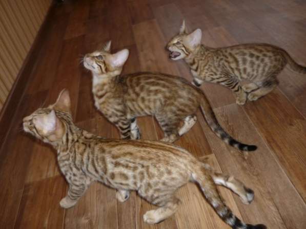 Продаются котята (гибрид Бенгала и Саванны F5) в Магнитогорске фото 4
