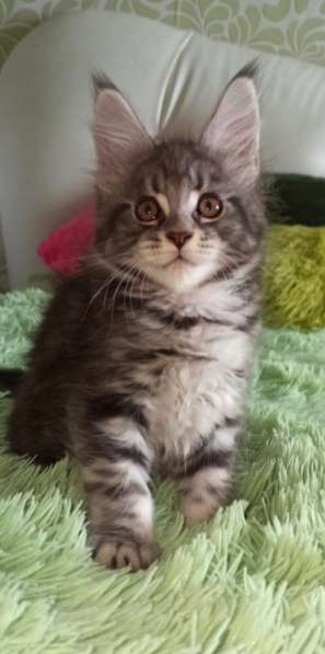 Крупный котенок Мейн кун в Москве фото 9