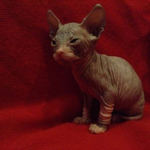 Донские котята в Туле фото 12