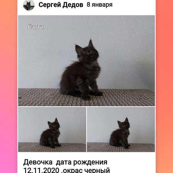 Котята Мейн Кун в Нижнем Новгороде фото 11