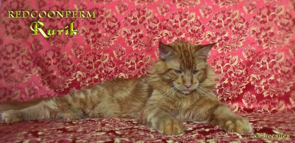 Кот мейн кун - Рюрик - уникального красного окраса