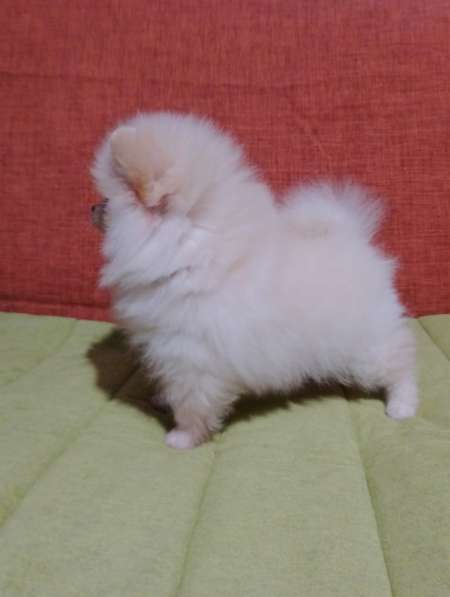 Pomeranian spitz. Cream boy в 