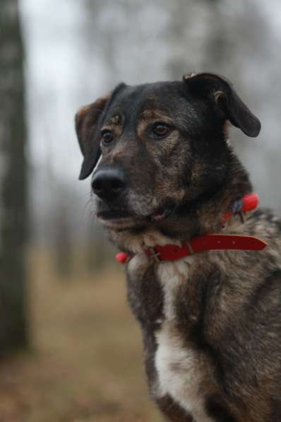 Надёжный Друг Курт ищет семью в Москве фото 29