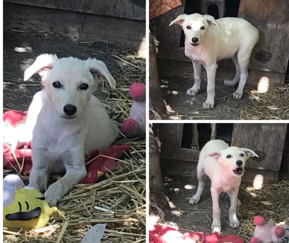 Белый щенок в Краснодаре фото 12