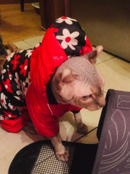 Отдам кота в Москве фото 4