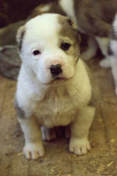 Щенок Среднеазиатской овчарки в Новосибирске фото 22