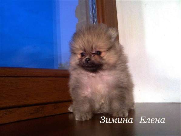 Девочки рыжего окрраса в Москве