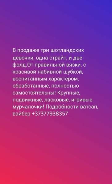 Срочно! Бесплатно отдам кошечку шотландской породы в фото 9