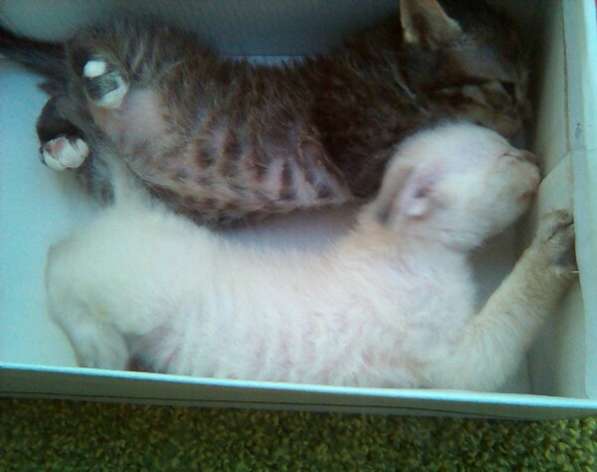 Элитный кудрявый котенок Герман-Рекс мальчик